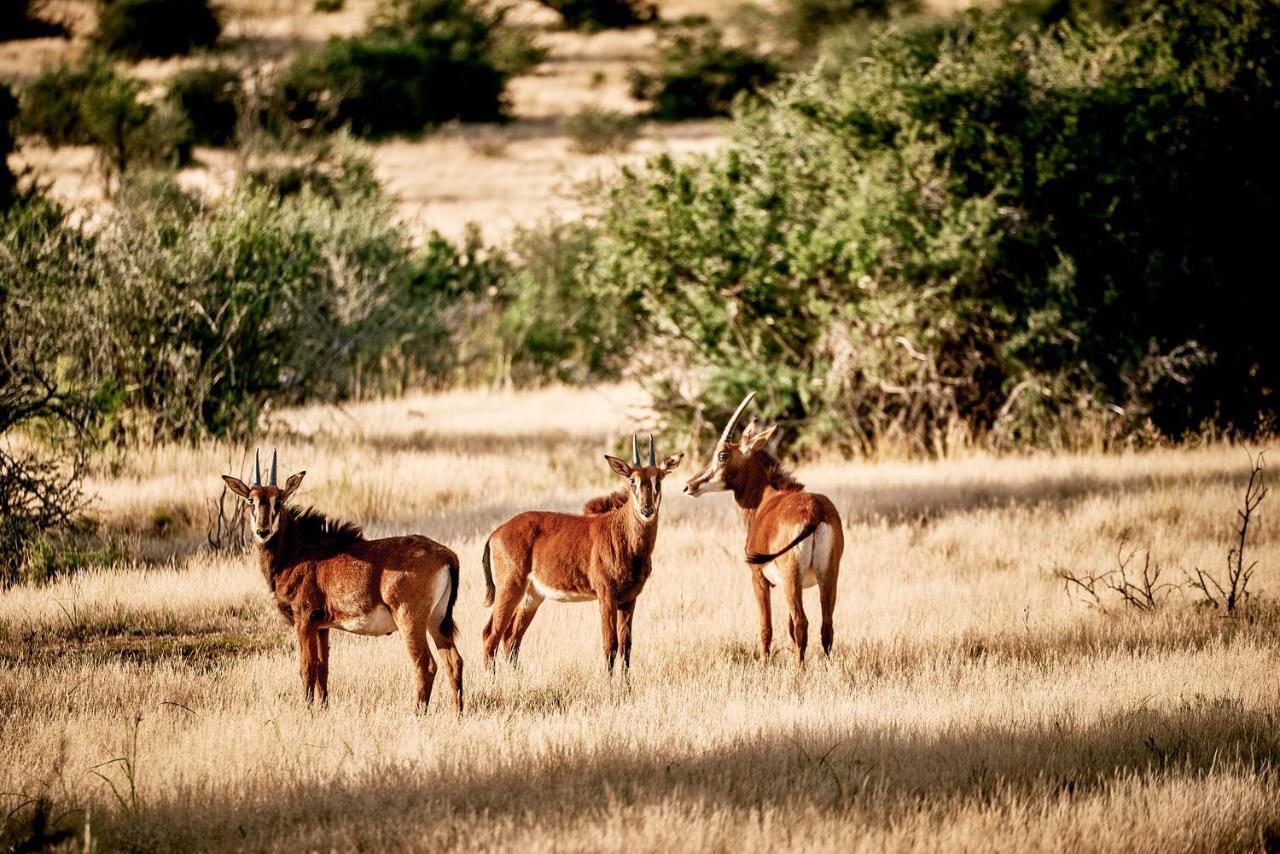 Glen Harry Game Reserve Graaff Reinet Luaran gambar